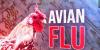 Avian flu confirmed in several wild flocks across central Iowa