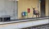 Santa's helper goes off track! Dramatic moment deer sparks chaos at Italian train station