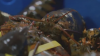 $400,000 worth of live lobsters stolen from shipping facility in Massachusetts