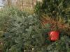 How to dispose of your live Christmas tree in North Alabama