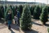 Where to recycle Christmas trees region-wide