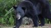 2025 Florida black bear hunt results released by FWC