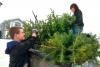Disposal by donation helps Christmas trees keep giving in the Shuswap