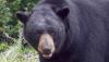 Florida's 2025 black bear hunt results in 52 bears harvested
