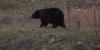 Florida-sanctioned black bear hunt ends with 52 bears killed