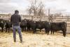 Breeder’s Connection 2026 | Western Colorado Angus Association Annual Bull Sale 