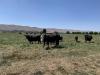 Idea To Import Beef From Argentina Frustrates Washington Ranchers