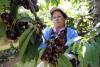 Chilean cherries gain ground in U.S. winter season