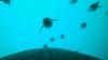 Scientists capture stunning underwater footage of a penguin hunting