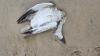 Bird flu likely reason for dozens of dead birds on Delaware beaches