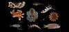 Deep-sea ‘hotels’ reveal 20 new species hiding in Pacific Ocean twilight zone near Guam