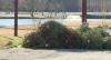 Christmas tree recycling program underway in Jackson
