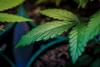 New Rules for the Cultivation and Possession of Cannabis in the Czech Republic
