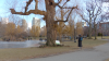 Boston Public Garden willow tree to be replaced, cited as a safety hazard