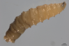 New World screwworm case detected almost 200 miles from U.S./Mexico border