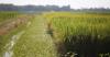 2025 a year of highs and lows for Arkansas rice growers