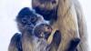 Black-handed spider monkey born at Connecticut's Beardsley Zoo