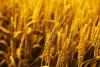Indian agritech startup Arya.ag raises $81m led by GEF Capital Partners