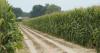 Arkansas corn acreage up “dramatically” despite historic April floods