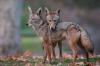 Science National Geographic Coyotes mate for life—and grieve when their partner dies