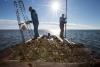 An effort to resurrect Florida’s oyster industry