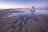 Scientists Find a Never-Before-Seen Animal Living in the Great Salt Lake
