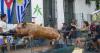 Cubans celebrate the New Year with roasted pig on a spit in a street in Montevideo, sparking mixed opinions