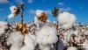 Georgia Agriculture Commissioner Talks ‘Great American Cotton Plan’
