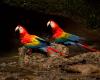 Amazonia Untamed: Talk Explores Birds and Biodiversity