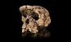 Science Nautilus This Walking Ape Might Be the Earliest Human Ancestor