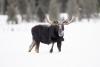 Moose Charges Man Getting Mail in Alaska, Dogs Step in to Help