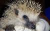 Hedgehog declared Estonia's Animal of the Year for 2026