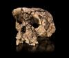 Scientists Identify Remains of the Earliest Human Ancestor