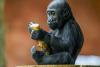 Prague Zoo Celebrates Second Birthday of Gorilla Infant Mobi