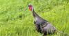 Delaware turkey-hunting permit lottery applications due by Jan. 6