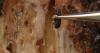 Colorado arborist urges homeowners to protect ponderosa pines from Mountain Pine Beetle