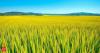 India becomes world's largest rice producer, surpasses China: Agriculture Minister Shivraj Singh Chouhan
