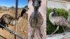 'Kevin, come home': Arizona couple asks for help finding lost pet emu