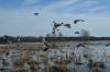 Arkansas Game and Fish Commission releases results of waterfowl season’s aerial survey