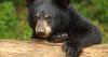 Florida's bear hunt resulted in 52 bears killed