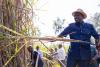 Kenya exits COMESA Sugar Safeguard regime after 24 years