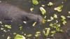Young manatees died at near-record numbers but 2025 also brought hope