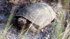 Florida running out of room for gopher tortoises amid development boom