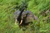 Poaching down but threats remain for forest elephants, recent population assessment finds