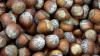 Hazelnuts a bright spot for Oregon agriculture