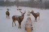 17 Seasons And Counting: Watch Maine Wild Life Chow Down Via Brownville’s Food Pantry For Deer Webcams