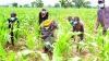 Nigeria’s 2026 Agric Growth Hinges On Policy, Technology, Others