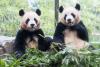 Korea, China agree to deepen 'panda cooperation' following summit talks