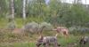 Federal officials threaten to take over wolf management from Colorado