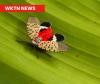 Ohio Department of Agriculture Offering Grants to Combat Spotted Lanternflies